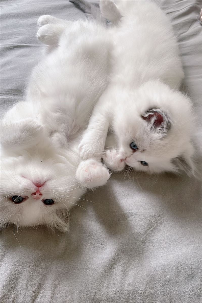 出售自己家養(yǎng)的小布偶