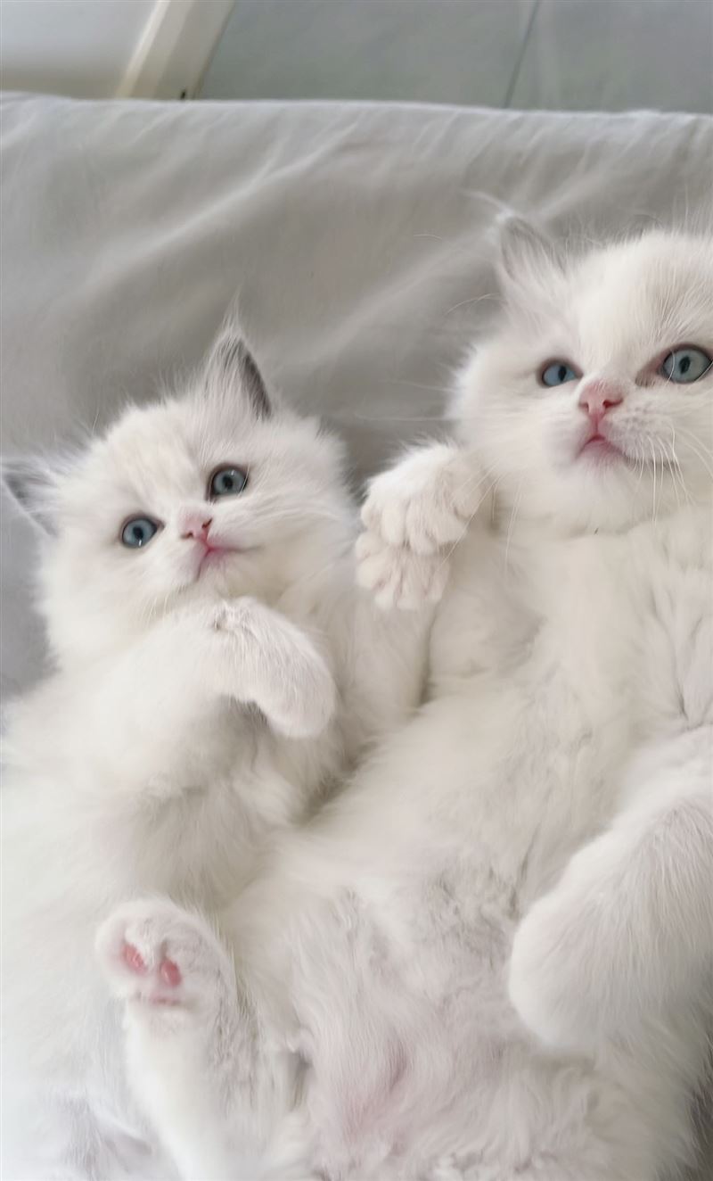 出售自己家養(yǎng)的小布偶