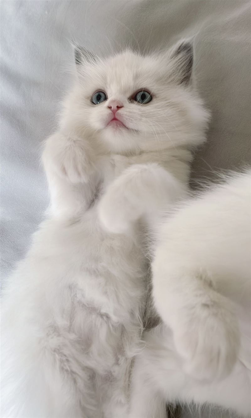 出售自己家養(yǎng)的小布偶