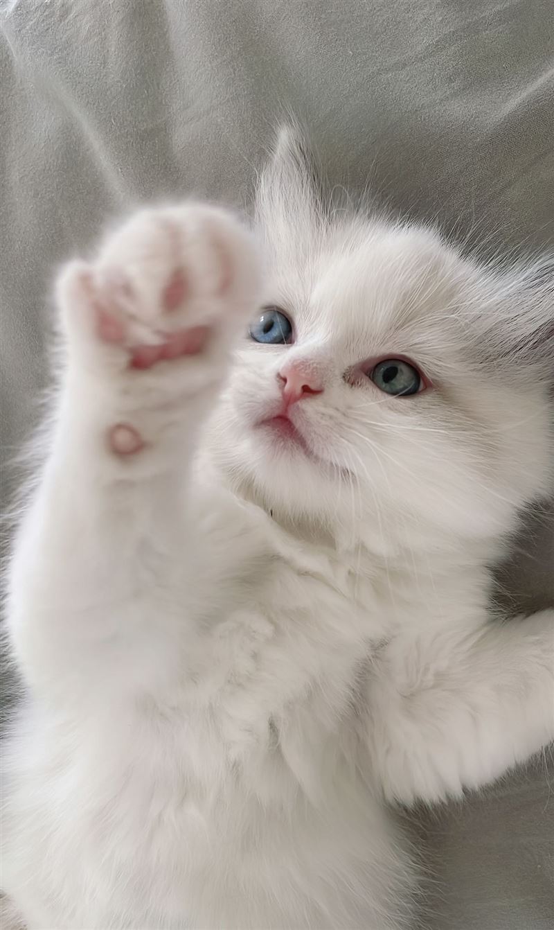 出售自己家養(yǎng)的小布偶