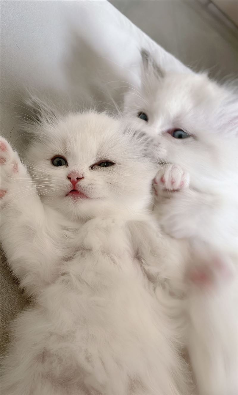 出售自己家養(yǎng)的小布偶