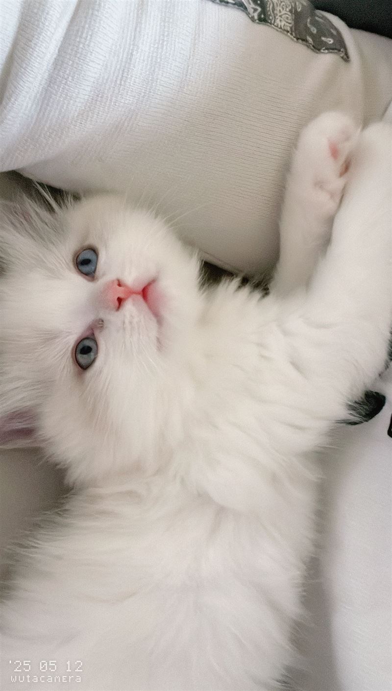 出售自己家養(yǎng)的小布偶