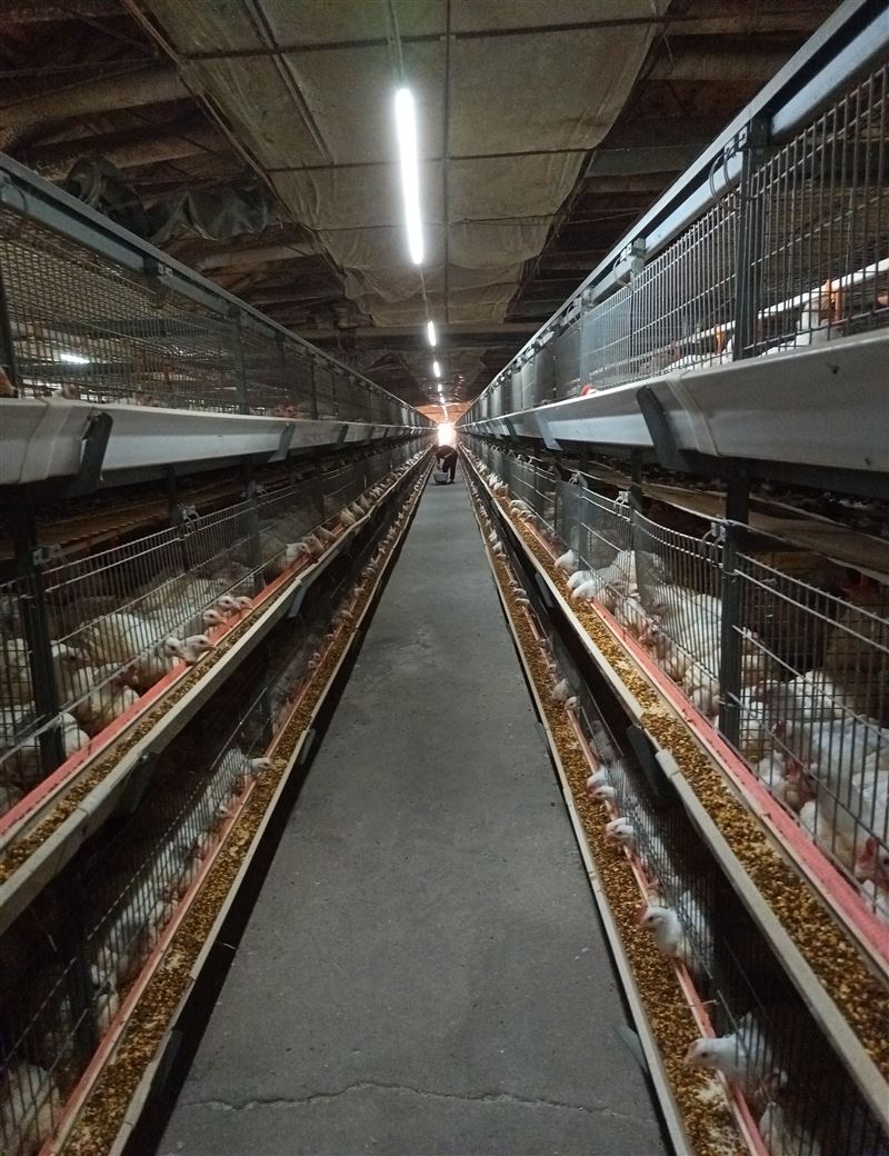 招聘肉雞飼養(yǎng)員