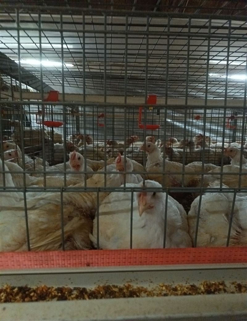 招聘肉雞飼養(yǎng)員