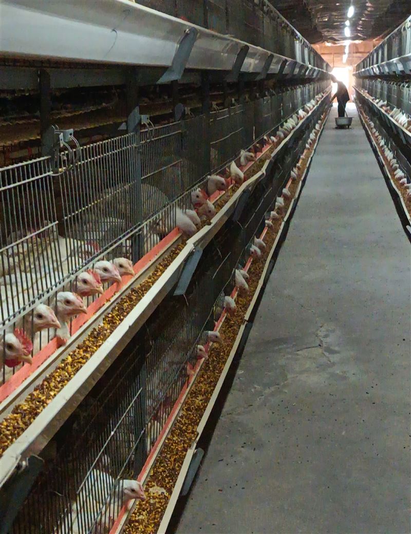 招聘肉雞飼養(yǎng)員